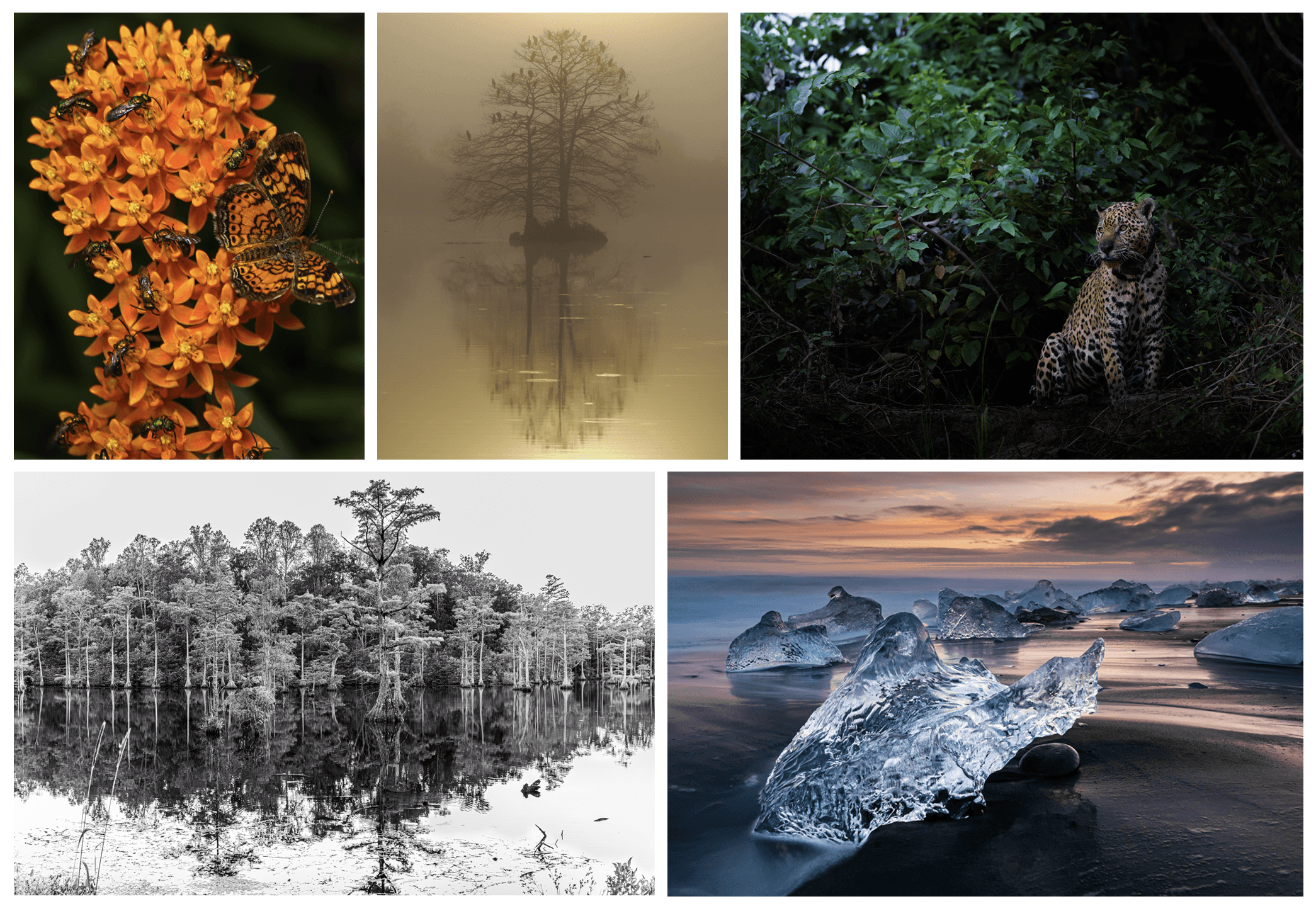 Image for Behind the Lens: Meet the Photographers